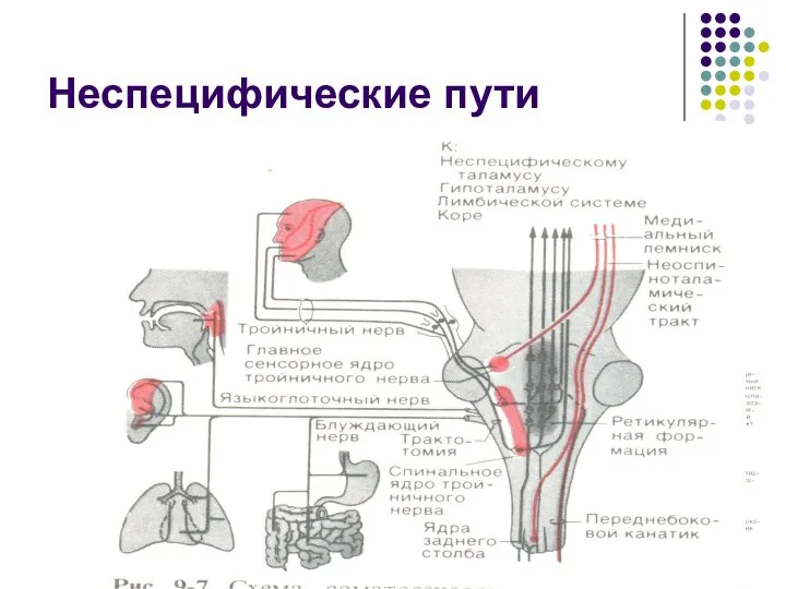 Неспецифические пути