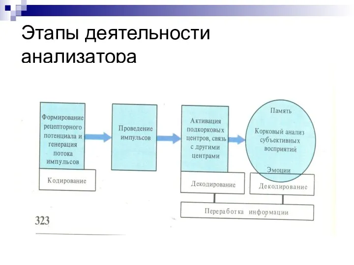 Этапы деятельности анализатора