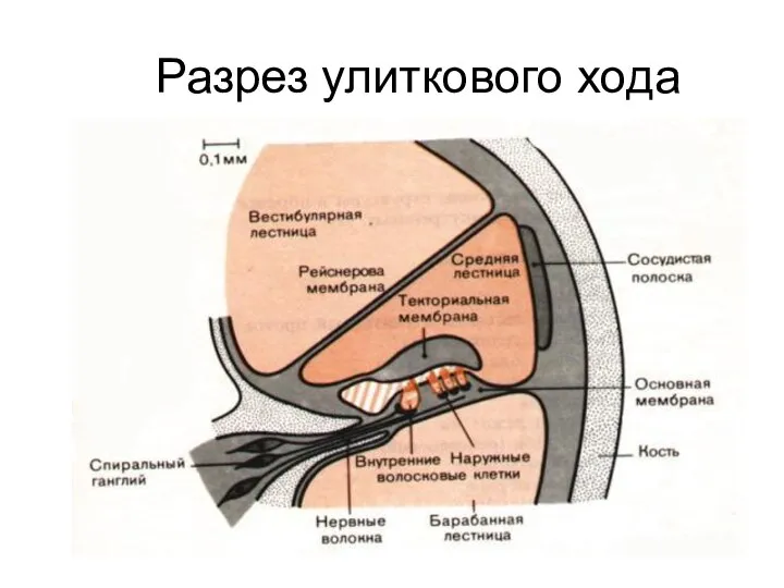 Разрез улиткового хода