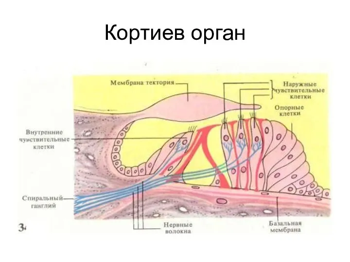 Кортиев орган