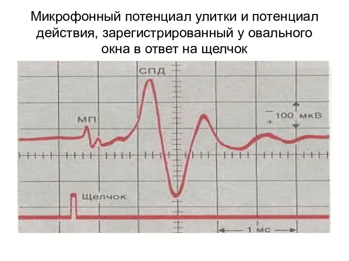 Микрофонный потенциал улитки и потенциал действия, зарегистрированный у овального окна в ответ на щелчок