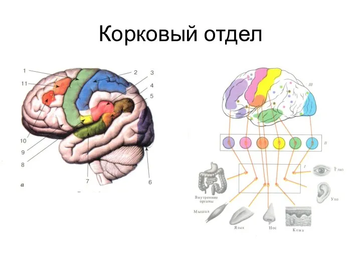 Корковый отдел