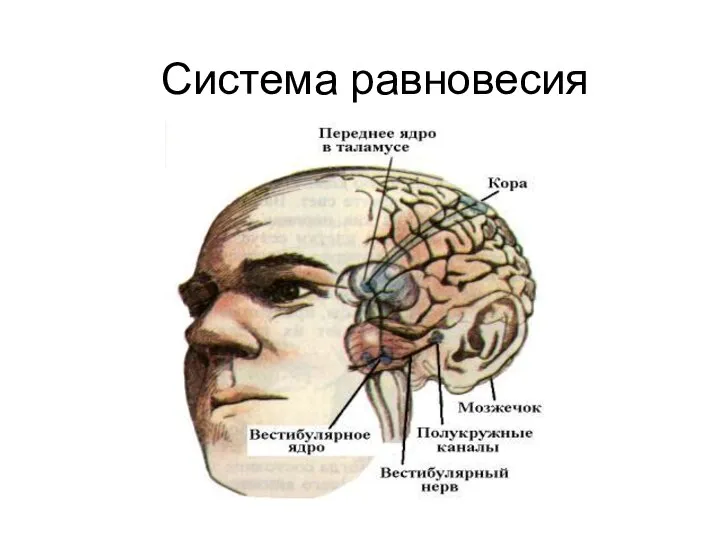 Система равновесия