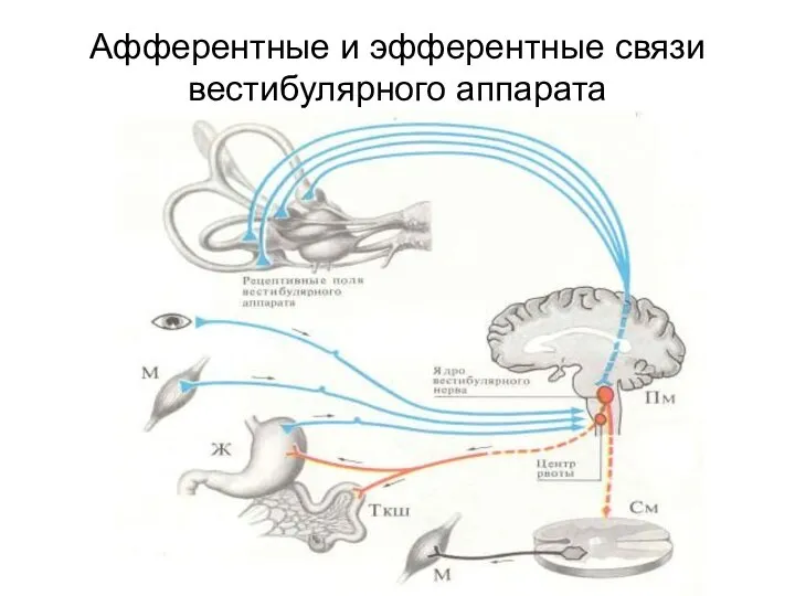 Афферентные и эфферентные связи вестибулярного аппарата