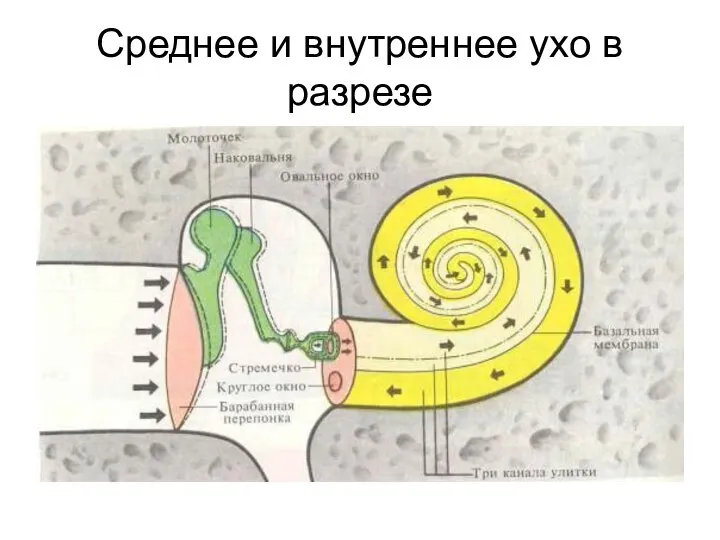 Среднее и внутреннее ухо в разрезе