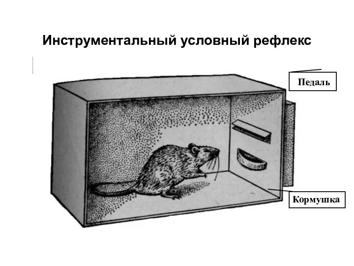 Инструментальный условный рефлекс Педаль Кормушка