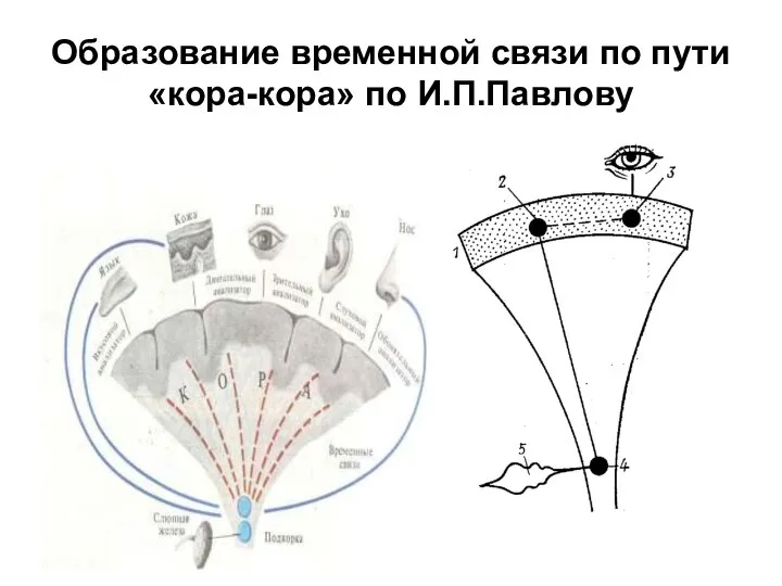 Образование временной связи по пути «кора-кора» по И.П.Павлову