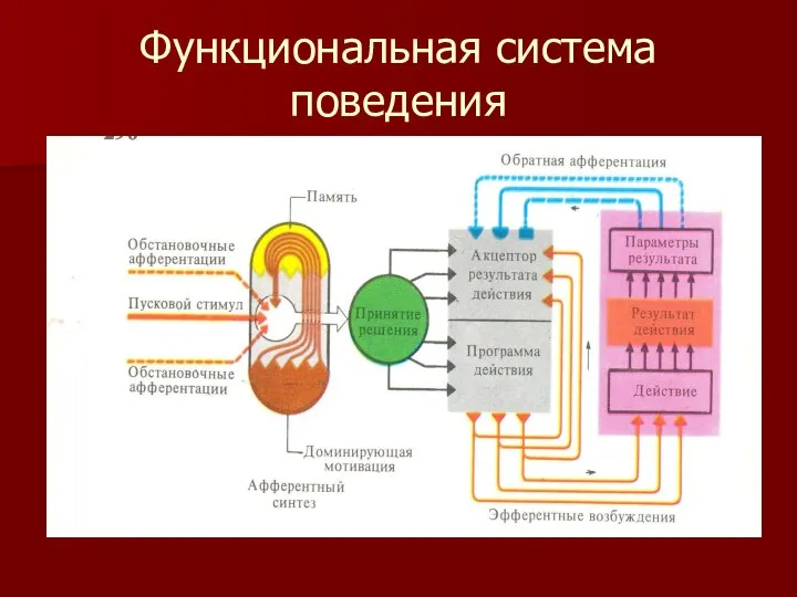 Функциональная система поведения