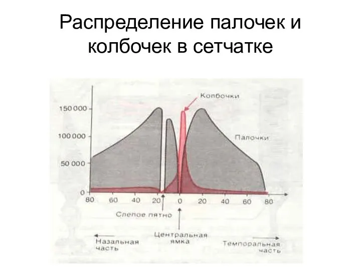 Распределение палочек и колбочек в сетчатке