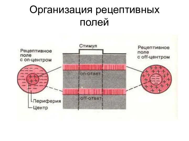 Организация рецептивных полей