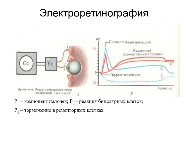 Электроретинография Р1 – компонент палочек; Р2 – реакция биполярных клеток; Р3 – торможение в рецепторных клетках
