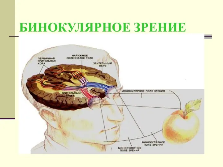 БИНОКУЛЯРНОЕ ЗРЕНИЕ