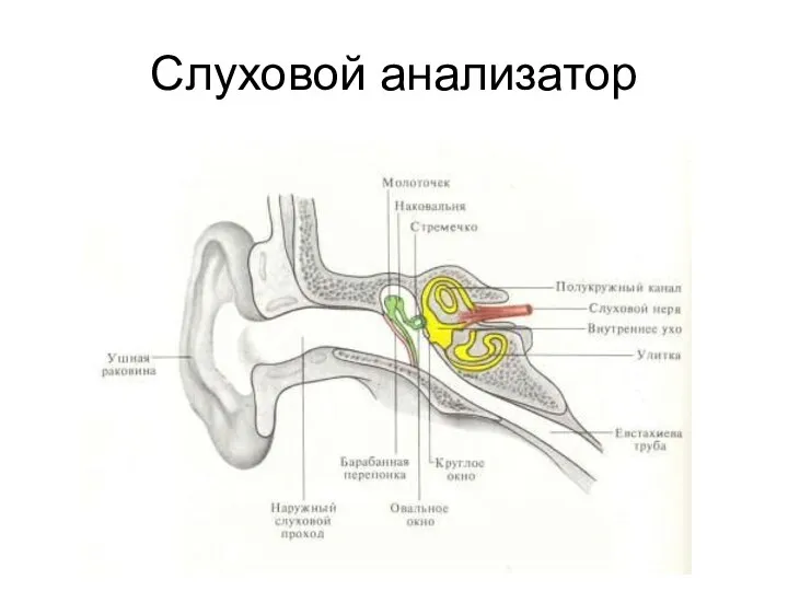 Слуховой анализатор