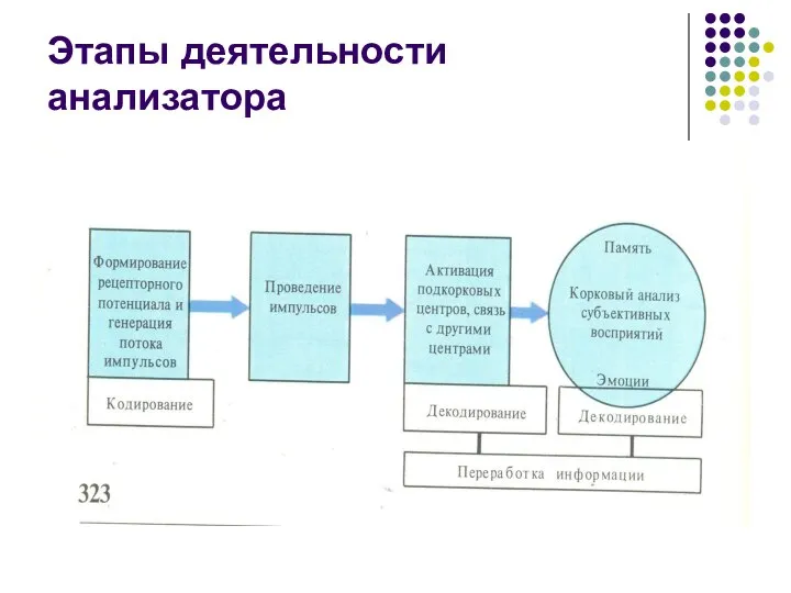 Этапы деятельности анализатора