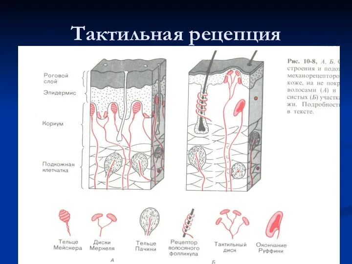 Тактильная рецепция