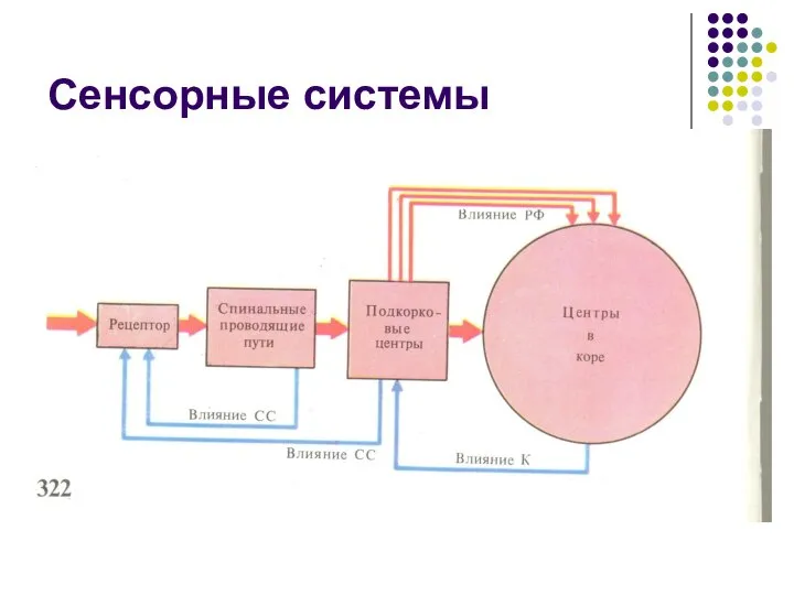 Сенсорные системы