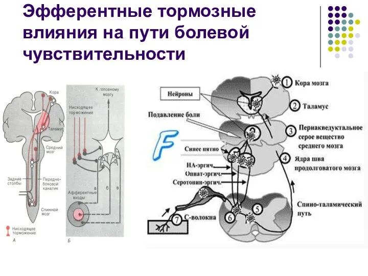 Эфферентные тормозные влияния на пути болевой чувствительности