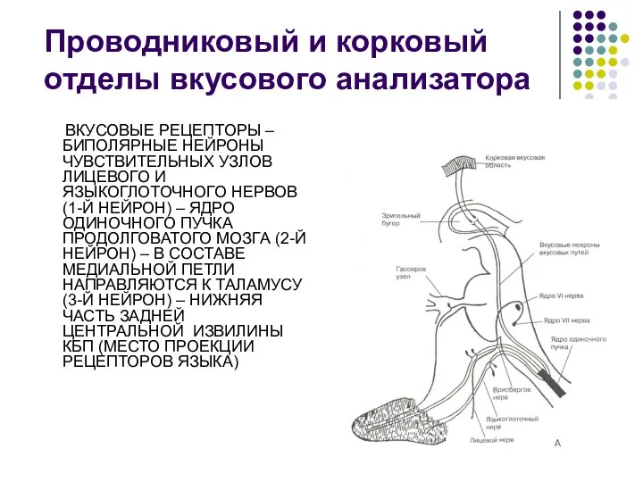 Проводниковый и корковый отделы вкусового анализатора ВКУСОВЫЕ РЕЦЕПТОРЫ – БИПОЛЯРНЫЕ НЕЙРОНЫ