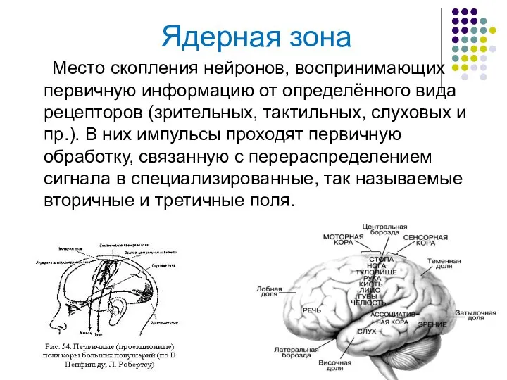 Место скопления нейронов, воспринимающих первичную информацию от определённого вида рецепторов (зрительных,