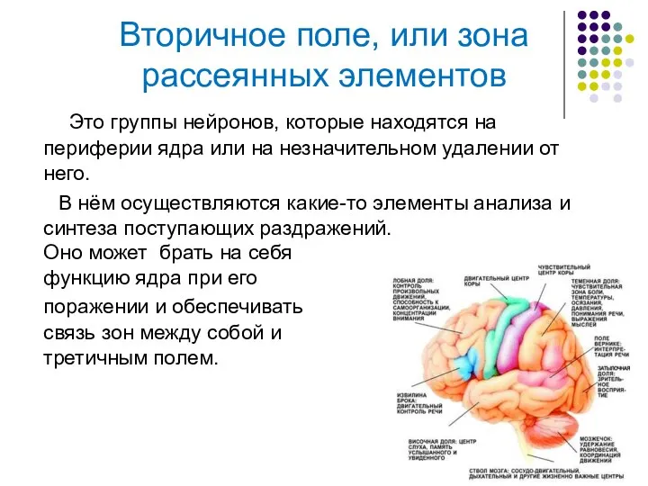 Это группы нейронов, которые находятся на периферии ядра или на незначительном