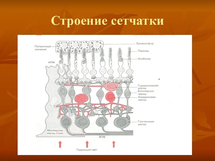 Строение сетчатки