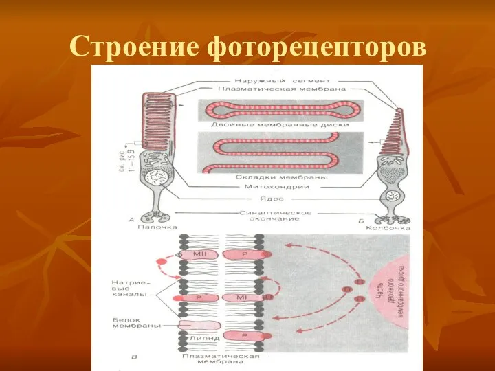 Строение фоторецепторов