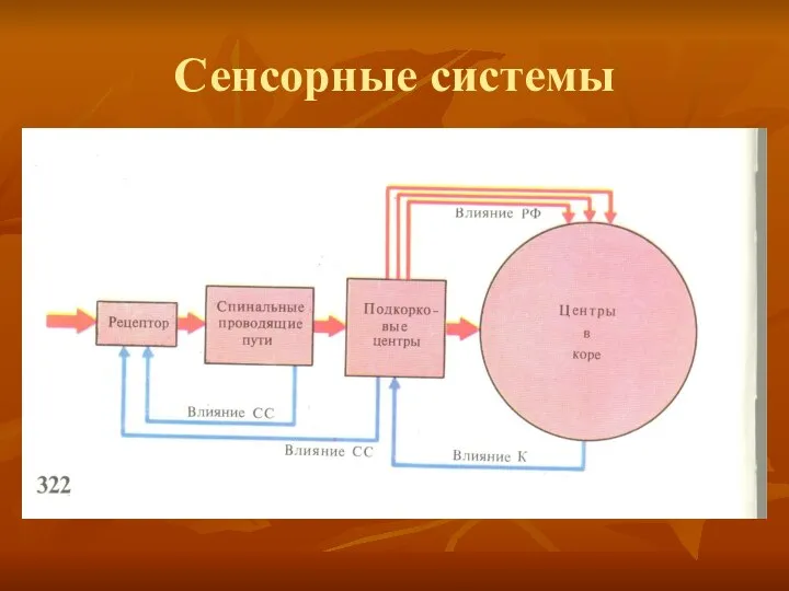 Сенсорные системы