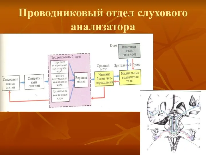 Проводниковый отдел слухового анализатора