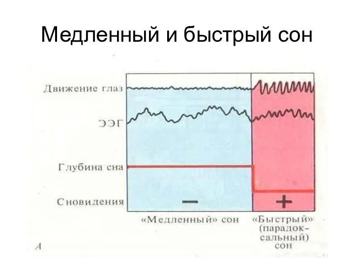 Медленный и быстрый сон