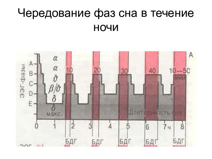 Чередование фаз сна в течение ночи