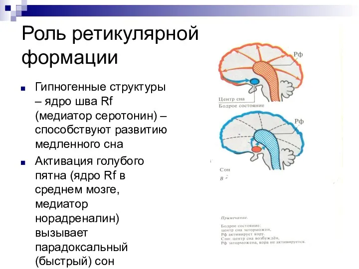 Роль ретикулярной формации Гипногенные структуры – ядро шва Rf (медиатор серотонин)