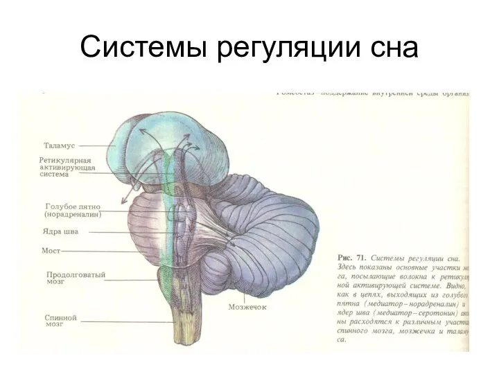 Системы регуляции сна