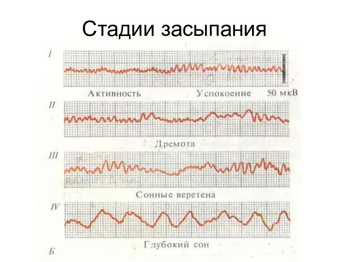 Стадии засыпания