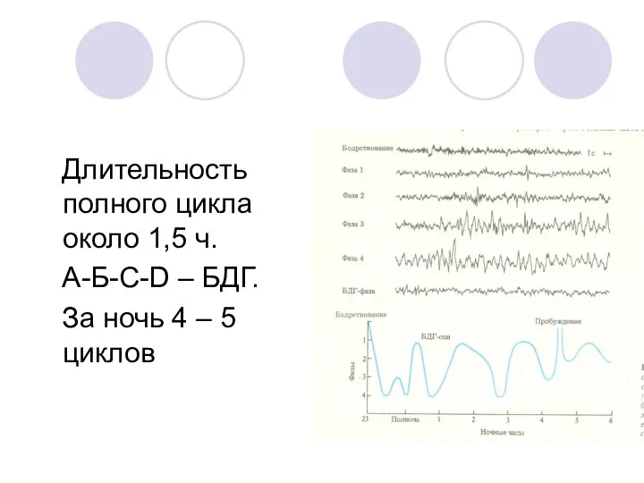 Длительность полного цикла около 1,5 ч. А-Б-С-D – БДГ. За ночь 4 – 5 циклов