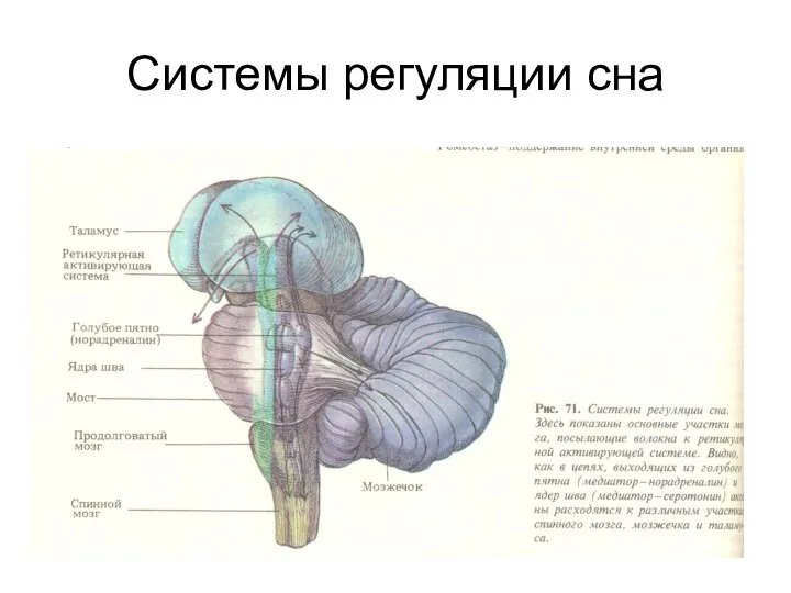 Системы регуляции сна