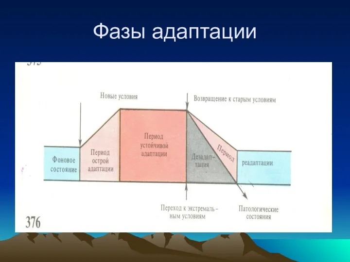 Фазы адаптации