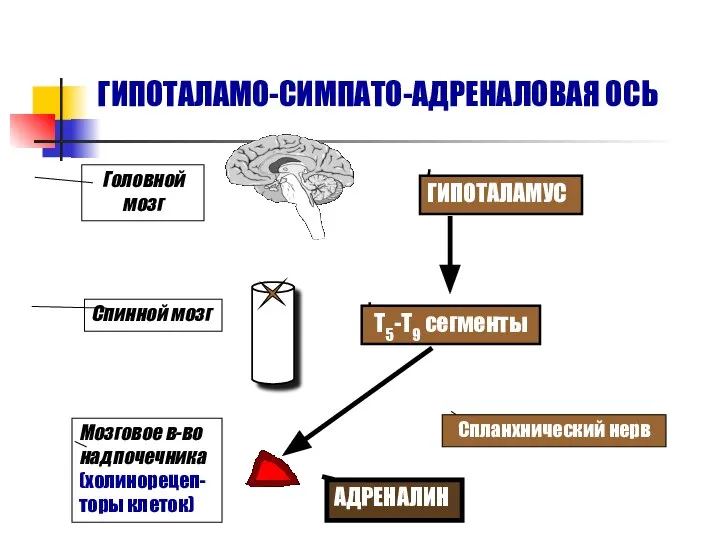 ГИПОТАЛАМО-СИМПАТО-АДРЕНАЛОВАЯ ОСЬ ГИПОТАЛАМУС Т5-Т9 сегменты Спланхнический нерв Головной мозг Спинной мозг