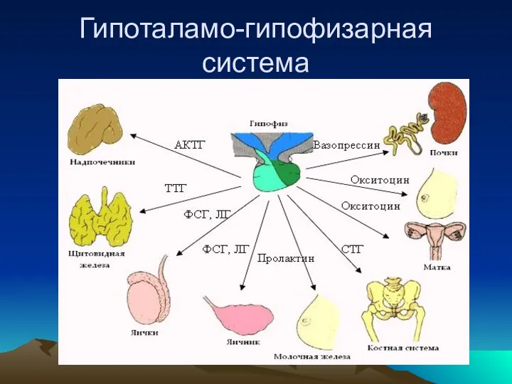 Гипоталамо-гипофизарная система