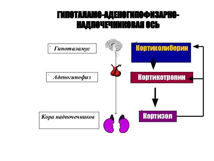 ГИПОТАЛАМО-АДЕНОГИПОФИЗАРНО-НАДПОЧЕЧНИКОВАЯ ОСЬ Кортиколиберин Кортикотропин Кортизол Гипоталамус Аденогипофиз Кора надпочечников