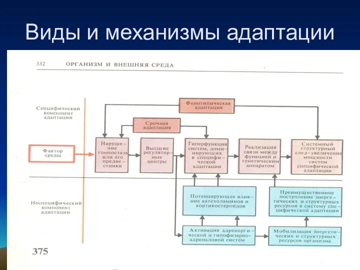 Виды и механизмы адаптации