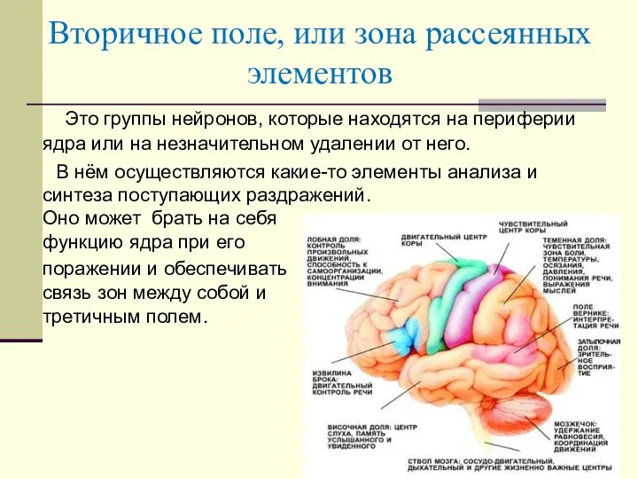 Это группы нейронов, которые находятся на периферии ядра или на незначительном