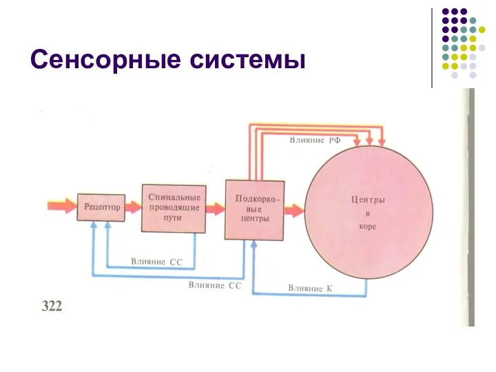 Сенсорные системы