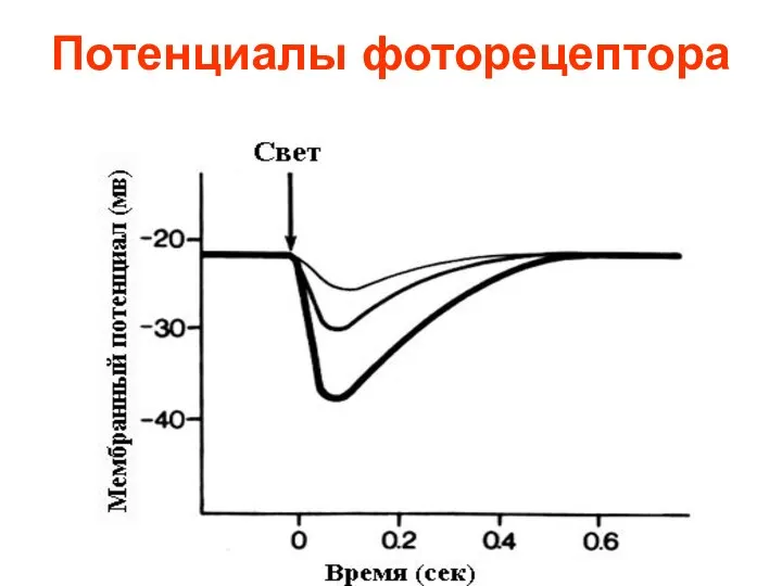 Потенциалы фоторецептора