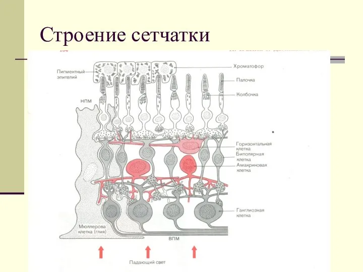 Строение сетчатки