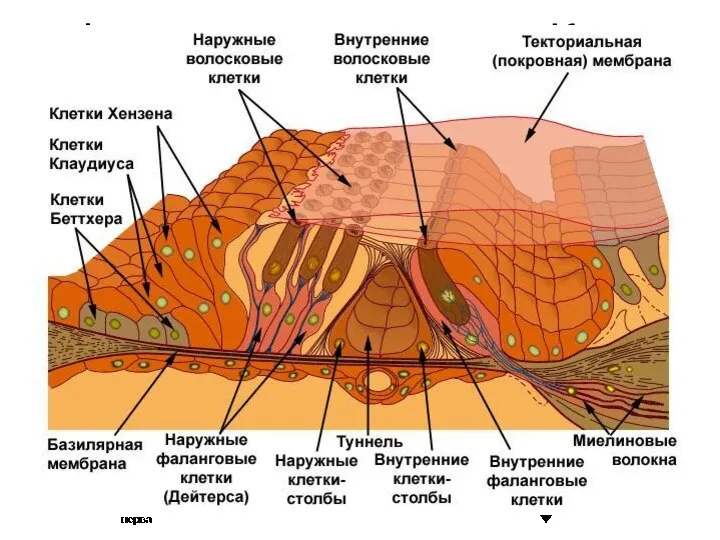 Функция клеток органа Корти Глутамат