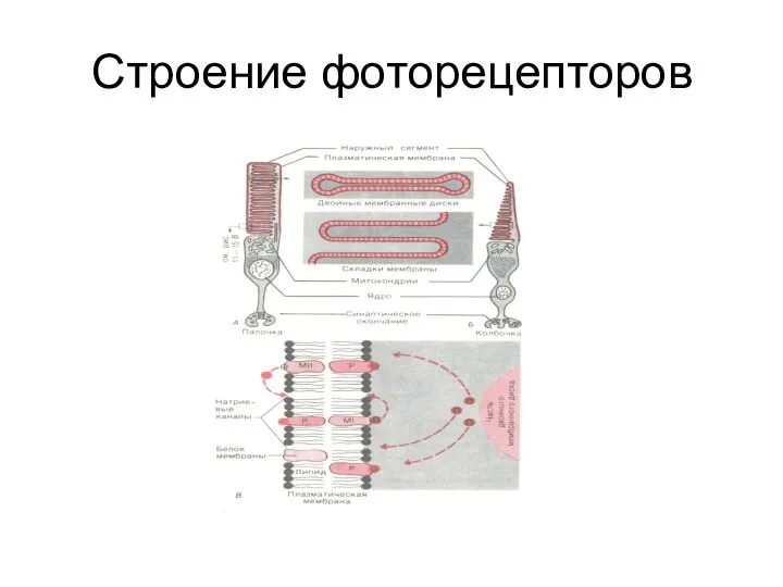 Строение фоторецепторов