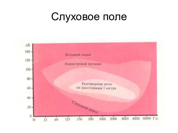 Слуховое поле