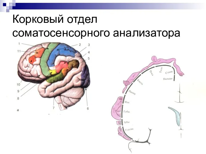 Корковый отдел соматосенсорного анализатора