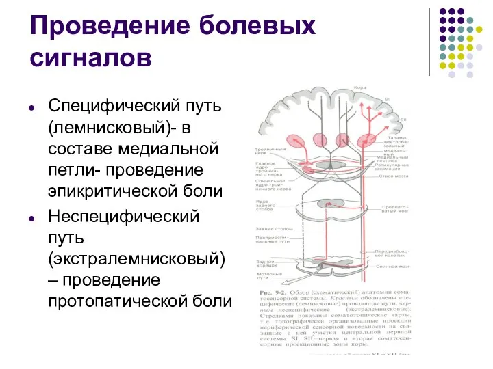 Проведение болевых сигналов Специфический путь (лемнисковый)- в составе медиальной петли- проведение