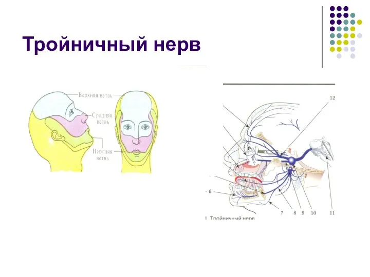 Тройничный нерв